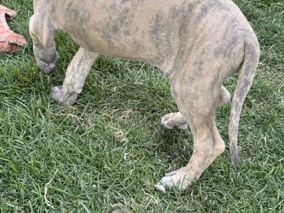 AKC Great Dane Puppies