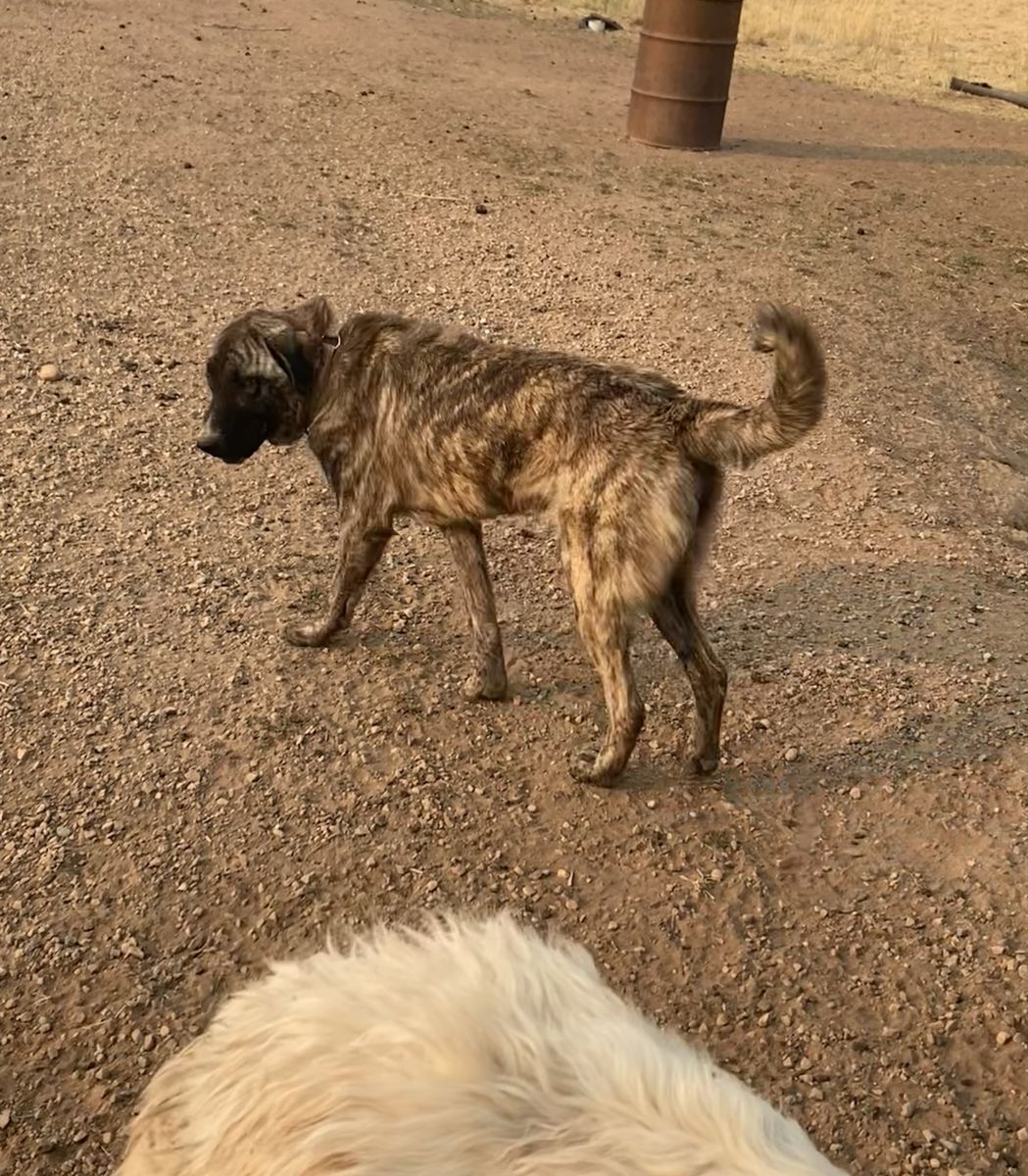 Anatolian Shepherd / Great Pyrenees Livestock Guardian Dog