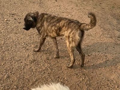 Anatolian Shepherd / Great Pyrenees Livestock Guardian Dog