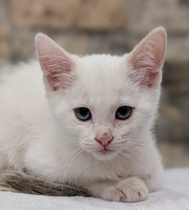 Ragdoll Mix Kittens