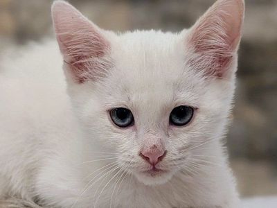 Ragdoll Mix Kittens