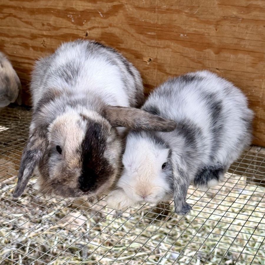 Holland Lop Doe