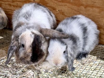 Holland Lop Doe