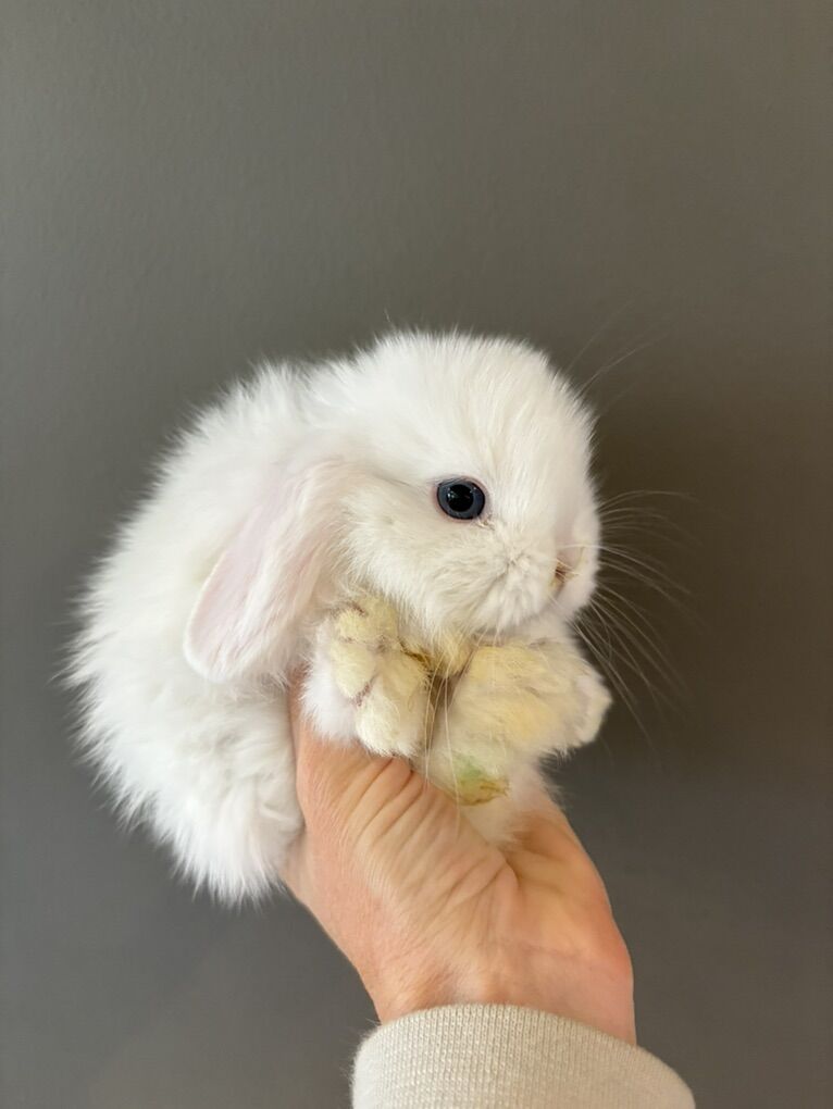 Blue Eyed White Pure Breed Holland Lops