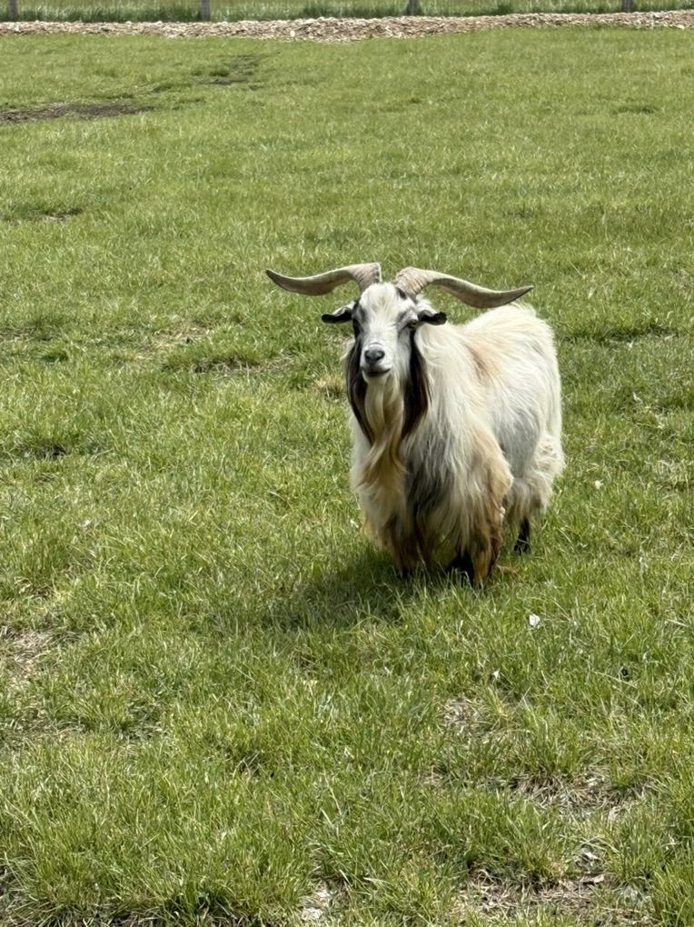 Frainting Goat Stud Service