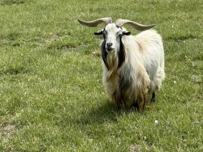 Frainting Goat Stud Service