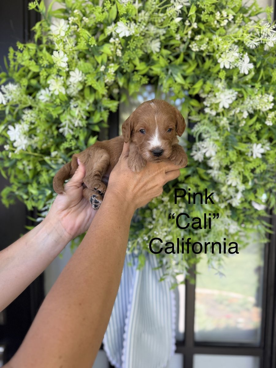 Multigenerational Goldendoodles health and genetic tested health warranty