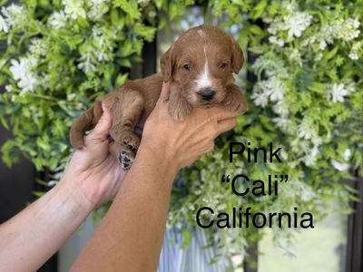 Multigenerational Goldendoodles health and genetic tested health warranty