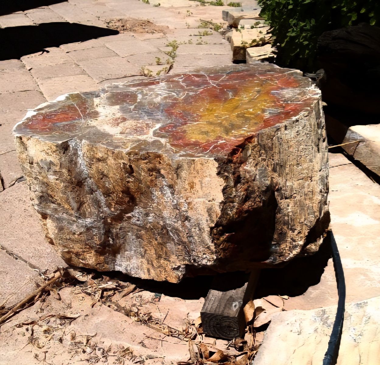 Petrified wood