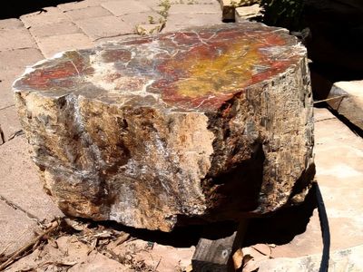 Petrified wood
