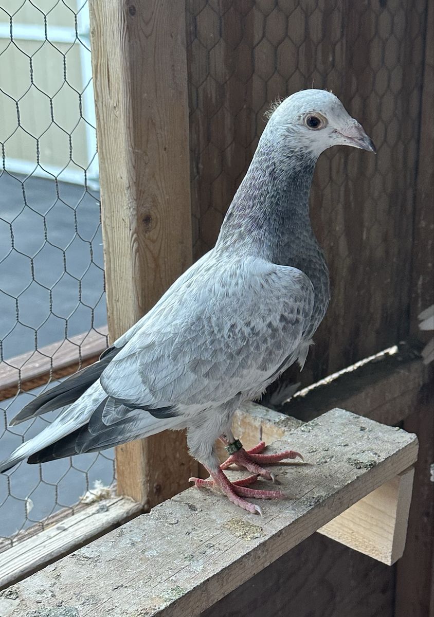 Young Homing Pigeon