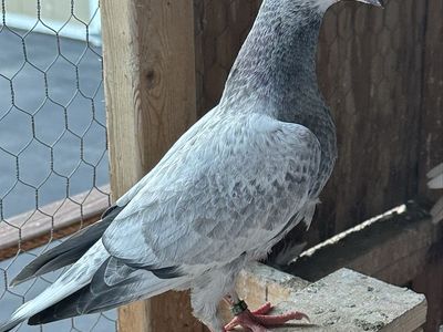 Young Homing Pigeon