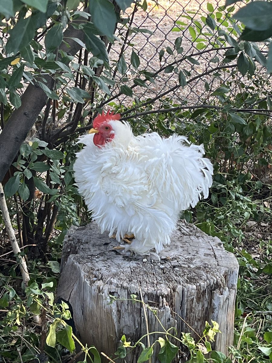 White Frizzle Bantam Rooster 
