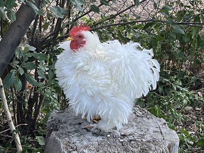 White Frizzle Bantam Rooster