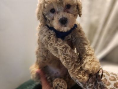 EASTER SPECIAL PRICE TO SELL 1299.00 MINI CAVAPOO REDUCED PRICEDE