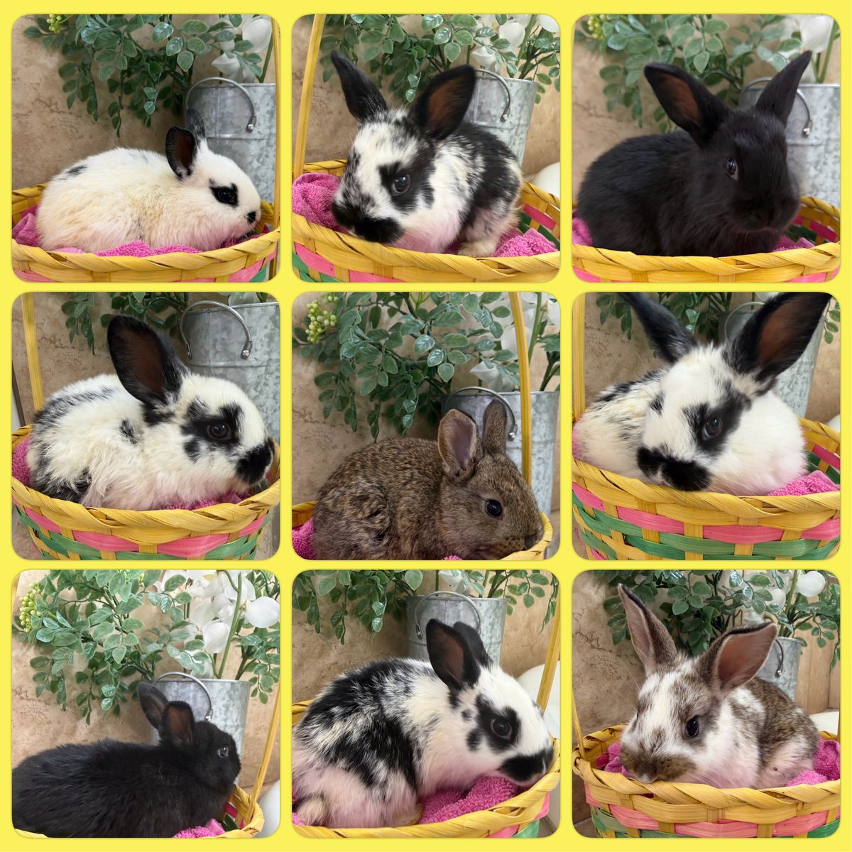 Easter Bunnies are here!