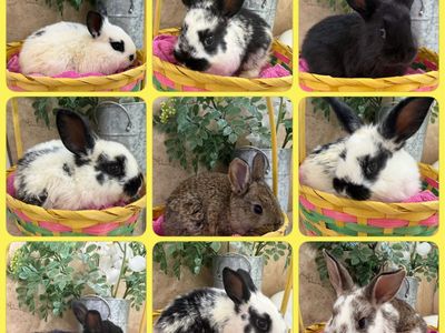 Easter Bunnies are here!