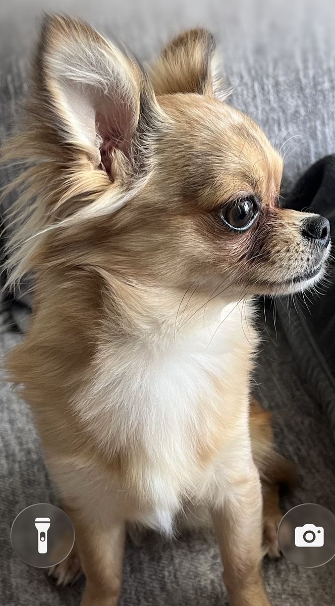 Purebred long haired Chihuahua stud!