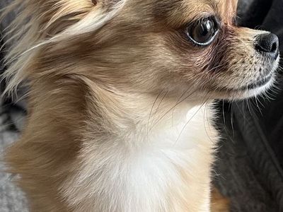 Purebred long haired Chihuahua stud!