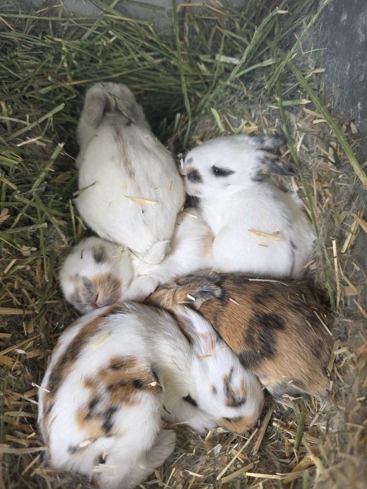 Rhinelander Cross Kits (Baby Rabbits)