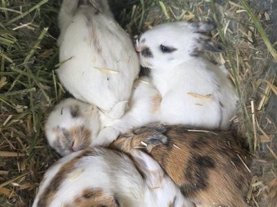 Rhinelander Cross Kits (Baby Rabbits)