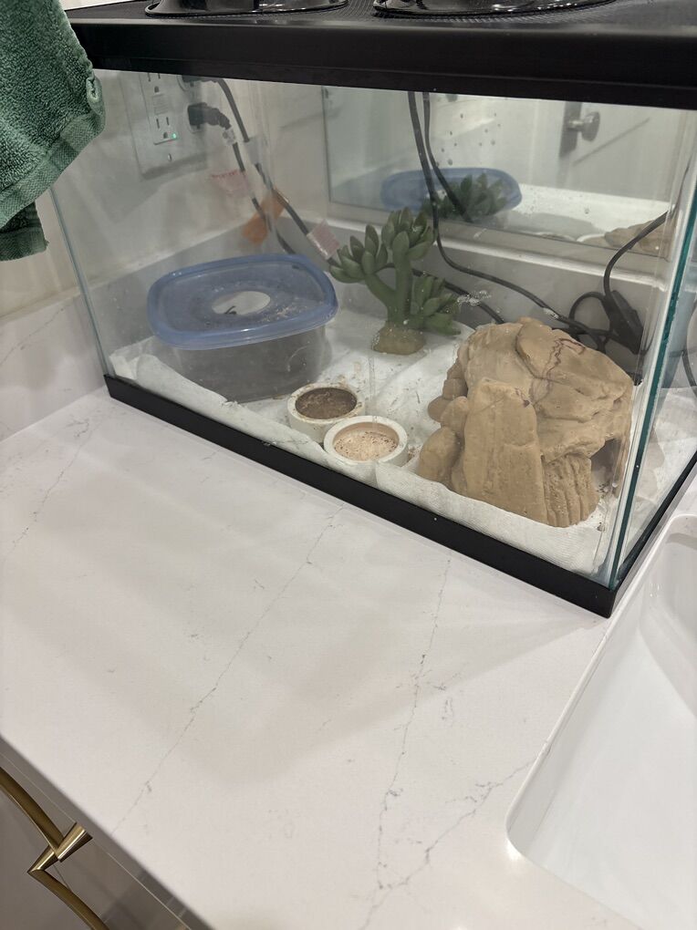 Lepoard Gecko & Habitat