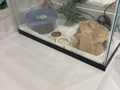 Lepoard Gecko & Habitat