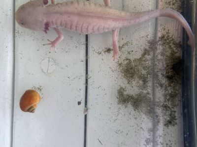 Axolotl, including everything you need