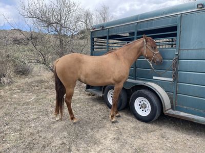 Missouri Fox Trotter Mare Foxtrotter/gaited/Dun