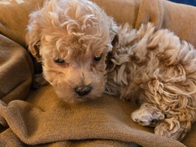 female Toy poodle puppy