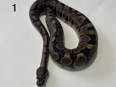 Ball Python Sale