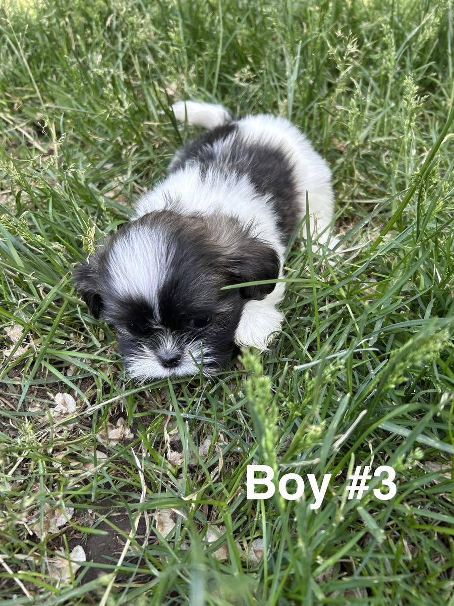 Shih tzu Puppies