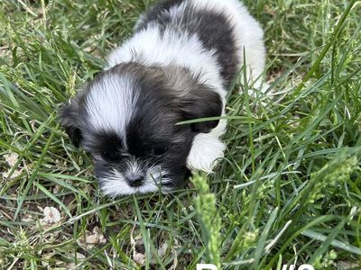 Shih tzu Puppies