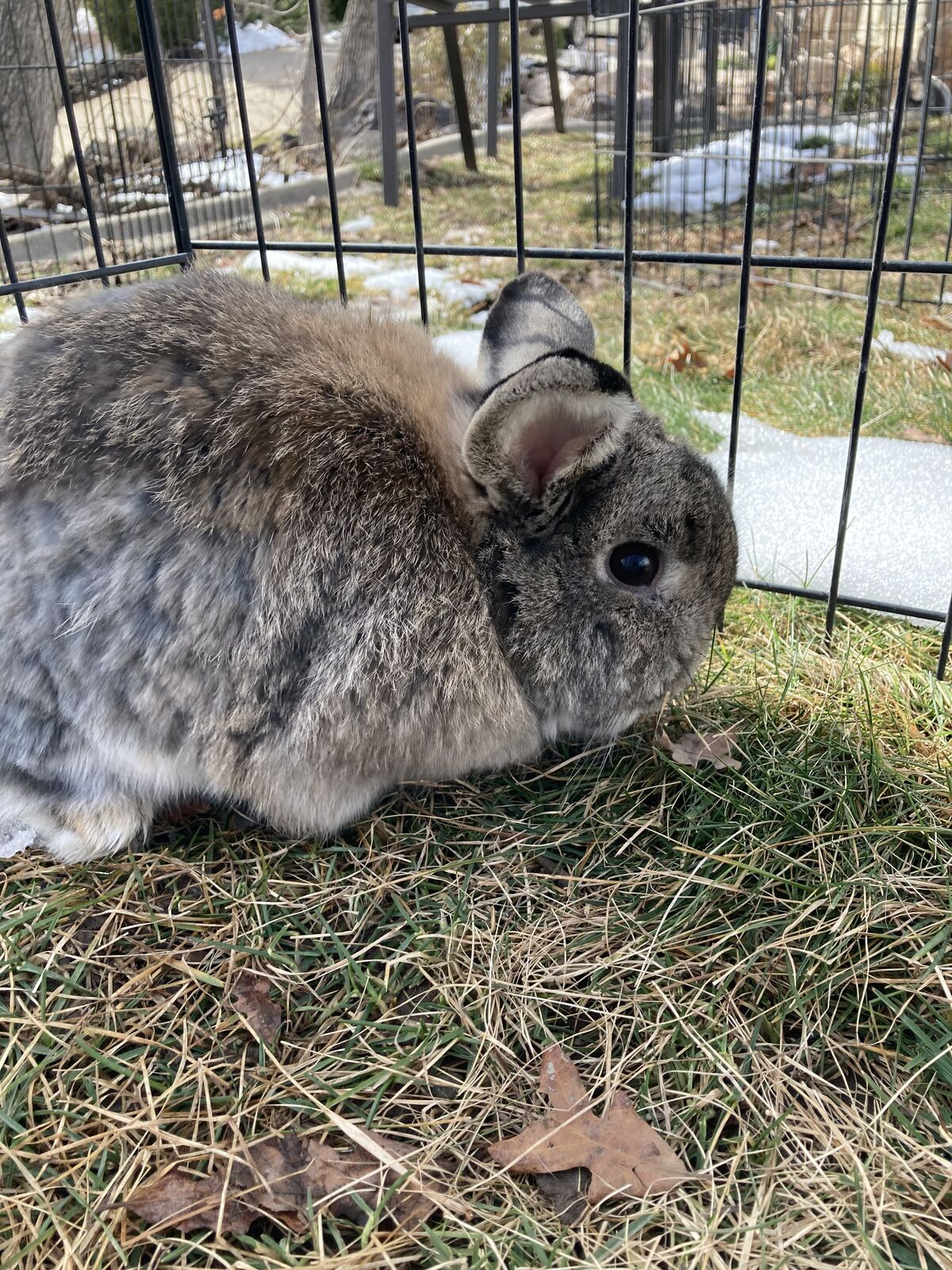 Cute female holland lop netherland dwarf mix