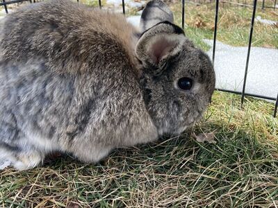 Cute female holland lop netherland dwarf mix