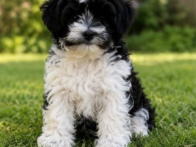 Adorable toy poodle/bichon Puppy - Black and White Male