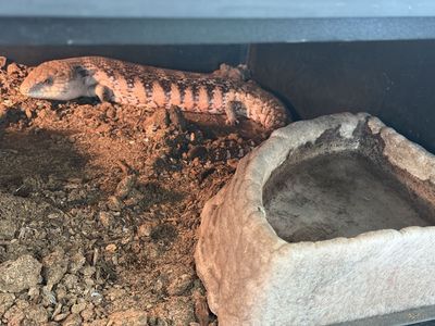 Blue Tongue Skink and Enclosure