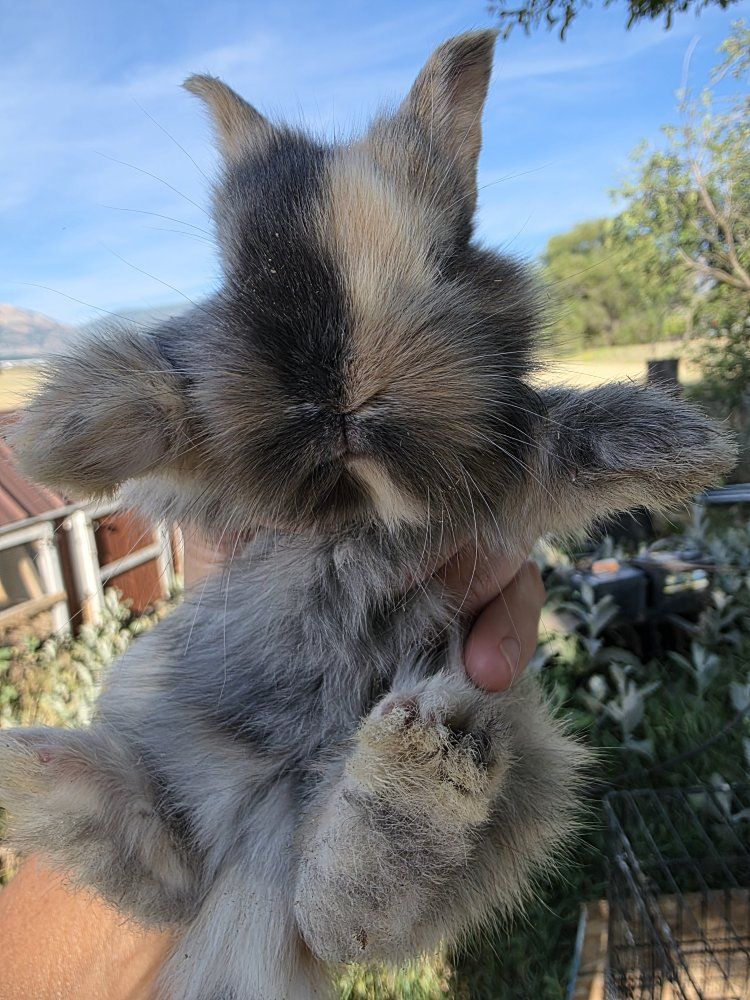 lionhead mixed rabbits