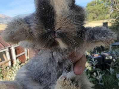 lionhead mixed rabbits