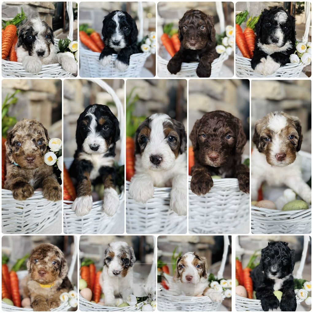 Bernedoodle Puppies
