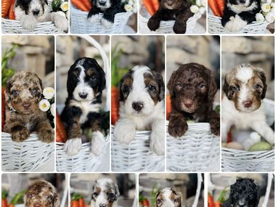 Bernedoodle Puppies