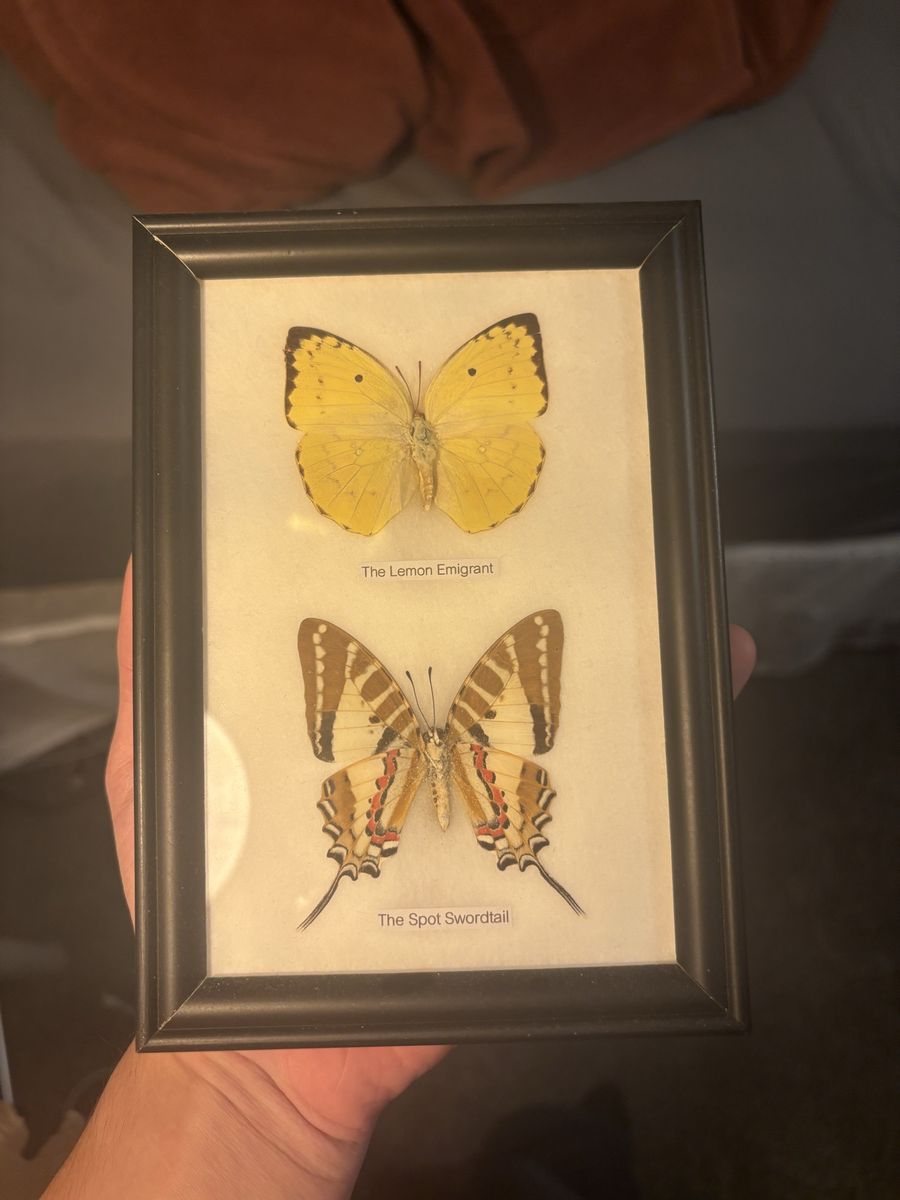 Framed Butterfly Specimen Art: The Lemon Emigrant & The Spot Swordtail Display