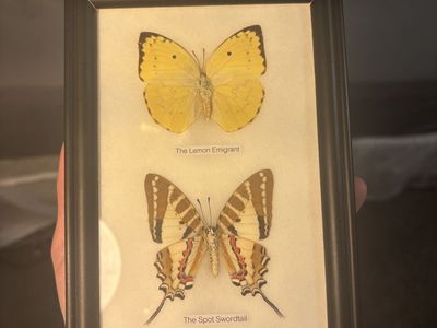 Framed Butterfly Specimen Art: The Lemon Emigrant & The Spot Swordtail Display