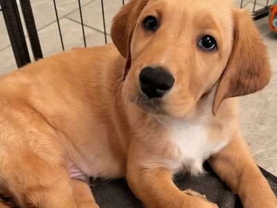 READY NOW Male Labradoodle Puppies