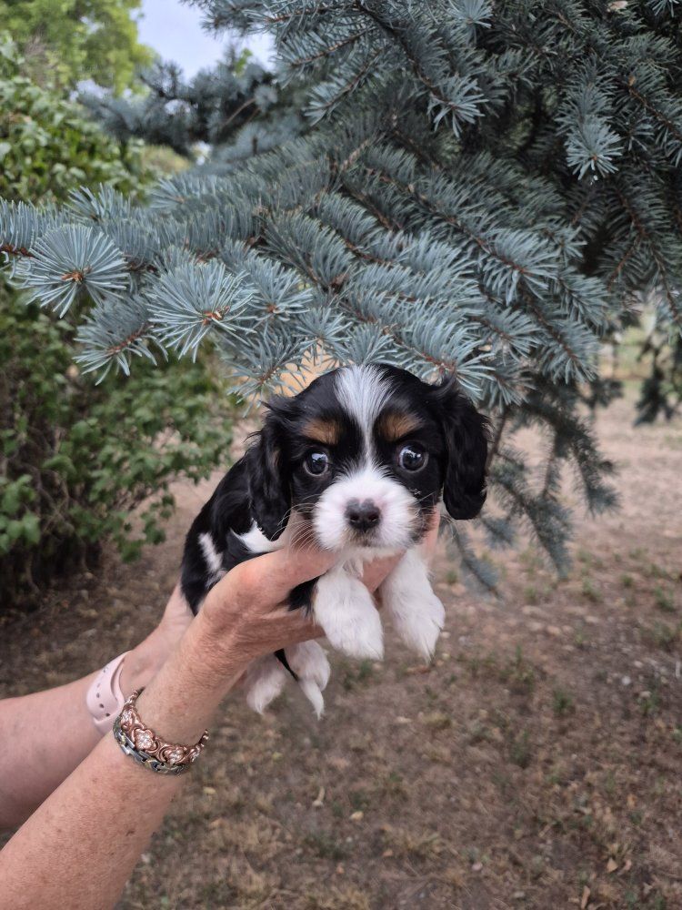 Cavalier King Charles Spaniel puppies