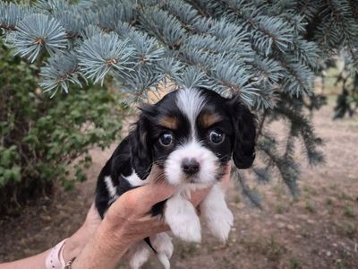 Cavalier King Charles Spaniel puppies