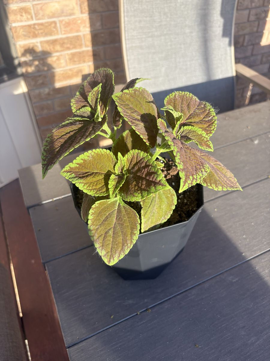 Vibrant Coleus Plant - Indoor/Outdoor