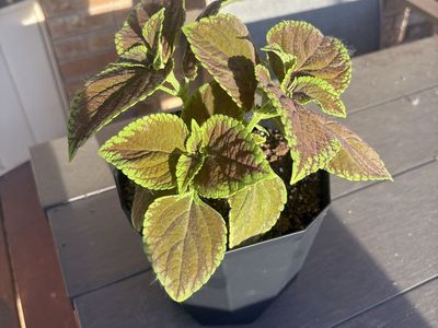 Vibrant Coleus Plant - Indoor/Outdoor