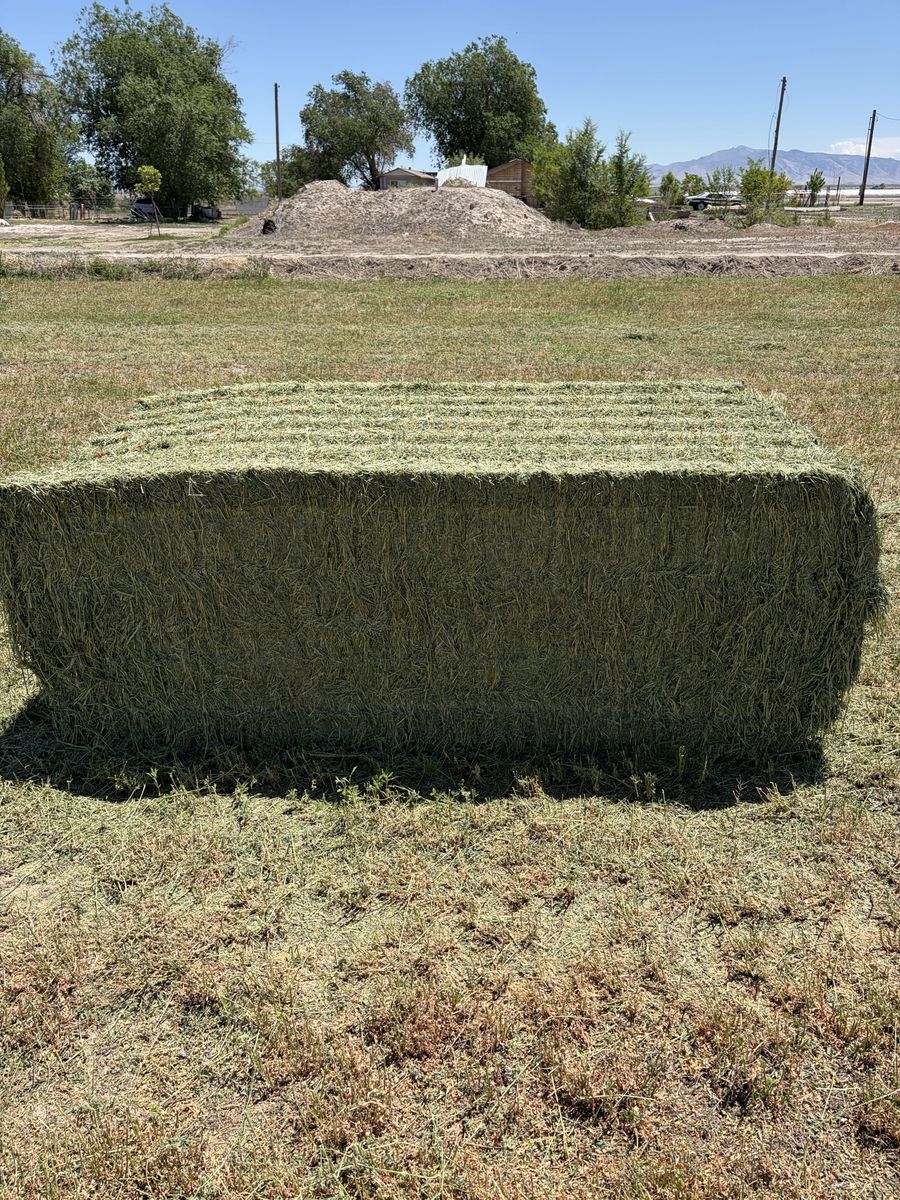 3x4x8 alfalfa first crop