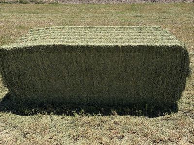3x4x8 alfalfa first crop